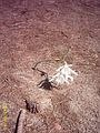 IMAGE0030